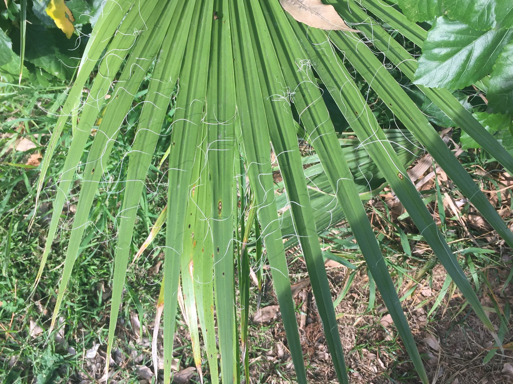 Washingtonia filifera